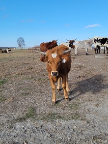 24LF CADILLAC COWGIRL